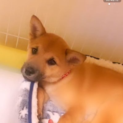 保護犬みそか V Twitter みそかの寝言 どんな夢を見とるんじゃ 保護犬みそか V Twitter みそかの寝言 どんな夢を見とるんじゃ