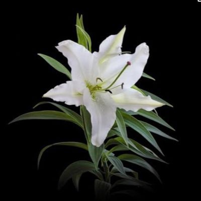 HARU04543825's profile picture. FXの勉強を初めて２年が経ちます。まだまだ勉強。諦めずに頑張ります💕‼️