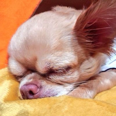 アヴァンセ(https://t.co/R4qOLalyWh)に所属しています
城所茉莉花です。
愛犬のチワワ🐶ちびのこと、仕事のこと、などなど呟いていくつもりです❗