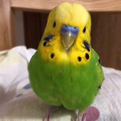 2019年12月10日生まれのセキセイインコの男の子🐣セキセイインコの姿をした天使。毎日リーゼントヘア🦜2021年10月4日に保護犬女子のポメラニアンきなこ、22年6月1日に保護犬男子のダックスフントこんぶが仲間入り🐶 犬服作ってます。