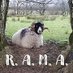 Refuge for Aged & Mistreated Animals (RAMA) 🐴🐏🐕 (@RAMAsFamily) Twitter profile photo