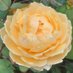 🌱🌼Jane Elizabeth (@bramblings22) Twitter profile photo 🌱🌼Jane Elizabeth (@bramblings22) Twitter profile photo
