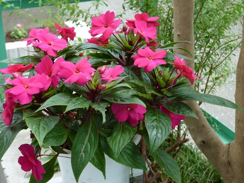 shizen_m's profile picture. 鎌倉市に何十年も住んでいます。海はいつもきれい。緑がすこし少ないのが気になる。パソコン教室はリフレッシュ大。