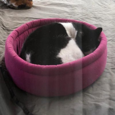 macedonianGS's profile picture. Galatasaray, Wisconsin Badgers, Mexico, Türkiye