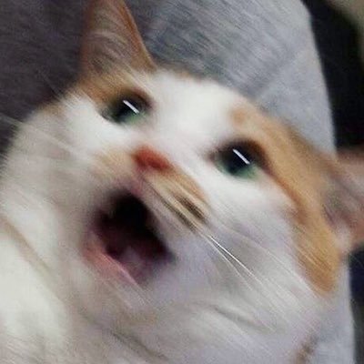 헤헷.콩