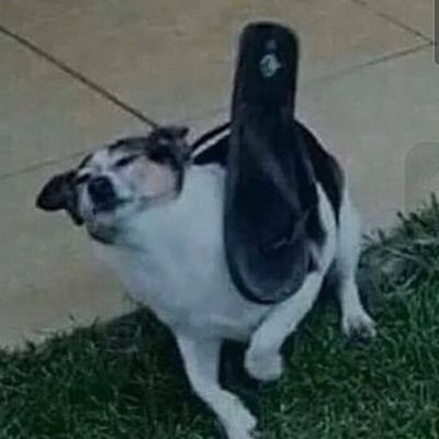 xD_Asiimov's profile picture. 