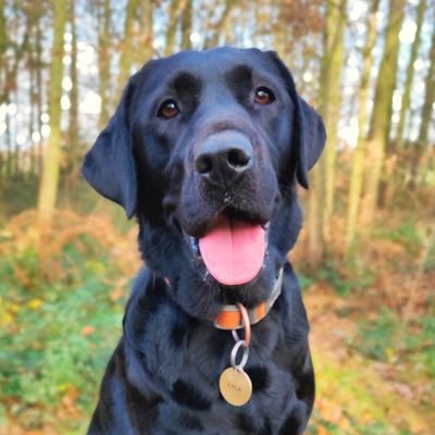 Black Labrador Retriever living a wonderful life, bringing love and joy to my pawrents each and every day. Snackums, snoozles and swimming extraordinaire.