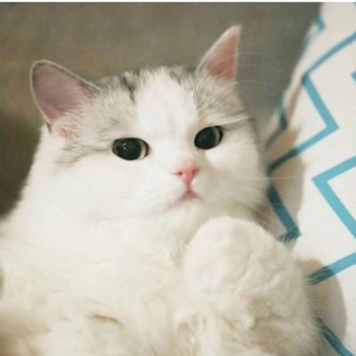 tomabatyreva23's profile picture. 