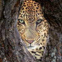 PakDhe Gondrong (@pakdhegondrong) 's Twitter Profile
