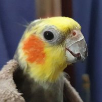 Jerry the Cockatiel (@cockatieljerry) Twitter profile photo