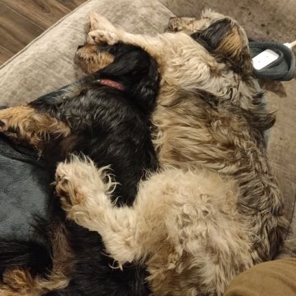 supersilverfox's profile picture. Marketing and comms person, but a human being too!!!