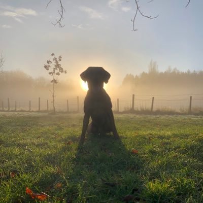 DGray1986's profile picture. Rocket Ship Builder