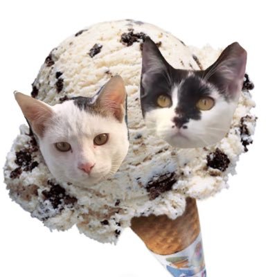 cukiecream_cats's profile picture. 2020 여름에 태어난 쿠앤크 남매냥 (쿠키🍪젖소냥여아, 크림🥛흰색+고등어태비남아 #쿠앤크남매냥 #쿠앤크치카치카