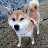 柴犬麦と犬ごはん(@aprillakeball) 's Twitter Profile Photo