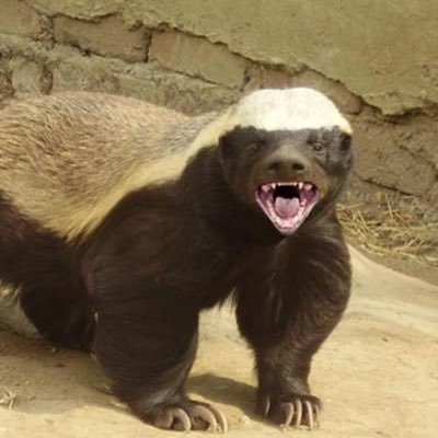 498Honeybadger Profile Picture
