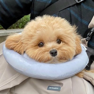 𝕄𝕠𝕥𝕚𝕣𝕪𝕒𝕤さんのプロフィール画像