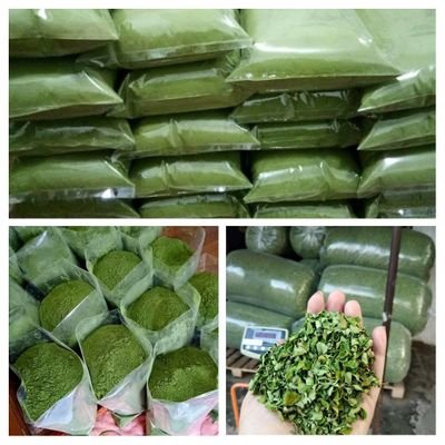 moringa dry leaf and powder available