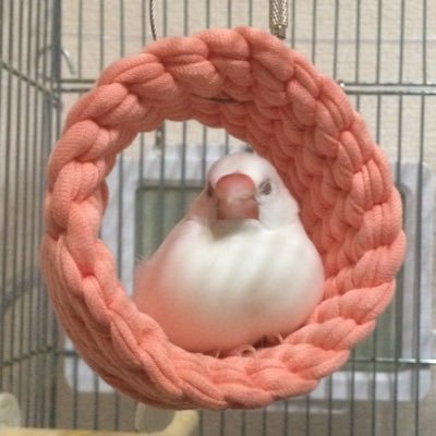 白文鳥のラスク（2017/12下旬生まれ♀）、桜文鳥のサーシャ（2022/01生まれ♂）🐣🐣夫婦と文鳥2羽で暮らしてます。 右の眼球突出でラスクは2023年6月から闘病生活→2023年10月右目はほぼ戻りました✨2024年3月甲状腺腫で再び闘病生活開始。