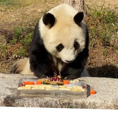 神戸王子動物園のタンタンの大ファンです。ずっと日本に、神戸にいて欲しいです。Twitter初心者でまだよくわかってません。間違い御無礼ご容赦ください。
タンタンラバーズの皆さまよろしくお願いします。