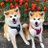 秋田犬『ポチ&ハチ』のアイコン