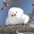 kumakuma1214