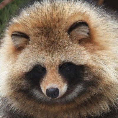 たぬき タヌキ | 佐渡田んぼの生きもん図鑑 | （一社）佐渡生きもの語り研究所