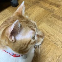 ちま猫 (@go6v8oh62jharis) 's Twitter Profile