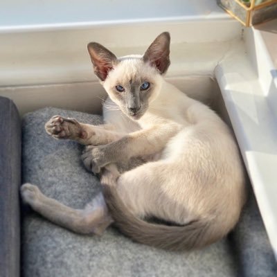 Mustard - Blue point Siamese Brother to @pugsbella