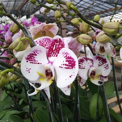 IntanKiera's profile picture. 