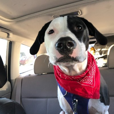 snowpeechy's profile picture. 