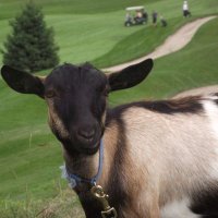#HoofTapSports🐐 (@chimrychels) 's Twitter Profile