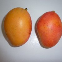 transscrotal (@transscrotal) 's Twitter Profile