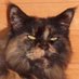 Minisalkku (mostly on Bsky) (@minisalkku2021) Twitter profile photo Minisalkku (mostly on Bsky) (@minisalkku2021) Twitter profile photo
