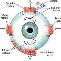 Gordon Research Seminar and  Conference on Eye Movements