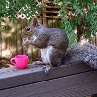 Secret Squirrel 🐿️(@KatStew01) 's Twitter Profile Photo