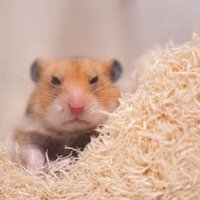 Madpet (@mamahuhune) 's Twitter Profile