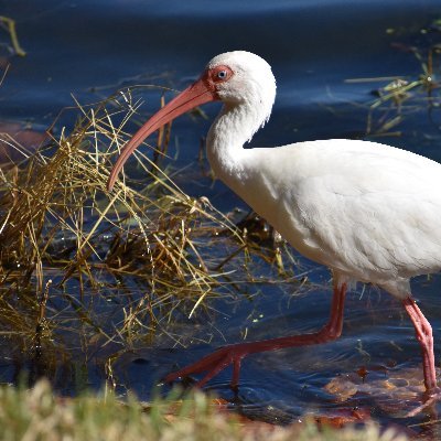 Usually all about Central Florida nature, but currently posting from our trip this month to Louisiana & Texas. Photos are by me except reposts or as noted.