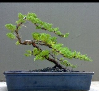 scribblebark's profile picture. Idiots are fun. 
It's no wonder every village wants one.