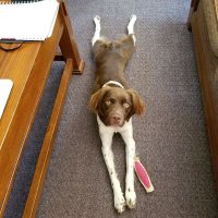 Annie Oakley 🐶🐾🐶🐾 (@theannieoakley) 's Twitter Profile Photo Annie Oakley 🐶🐾🐶🐾 (@theannieoakley) 's Twitter Profile Photo