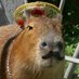CAPYBARA MAN (@capybara_man) Twitter profile photo CAPYBARA MAN (@capybara_man) Twitter profile photo
