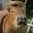 CAPYBARA_MAN's profile picture