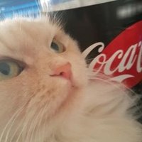 chilly (@fn_chilly) 's Twitter Profile