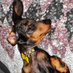 Henry Waddlewurst "Longfellow"🌭 (@longfellowplace) Twitter profile photo Henry Waddlewurst "Longfellow"🌭 (@longfellowplace) Twitter profile photo