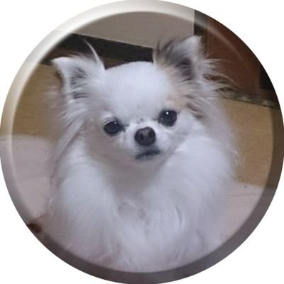 みんみんページ MDS BtoB |#funbox(国内販売のみ） ボールペン mimiペン 0.7mm