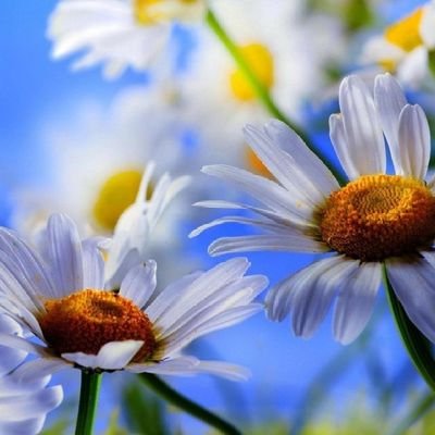 ibnm05's profile picture. 