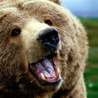Working Bear (@workingbear1) 's Twitter Profile