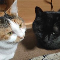 すぅ (@suu_sav) Twitter profile photo