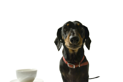 Franksfrontroom's profile picture. I am a devilish dachshund with an addiction to tea. Such is my adoration of the great brew, that I'm sharing my love with you through Frank's Front Room!