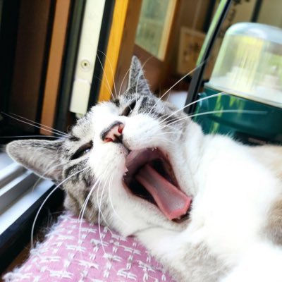 keloriene's profile picture. #汚染水流すな せんそうはんたい 戦争反対#No War 選挙行こう #肉球新党 自虐史観だと？誠実に謝罪する行為の何が恥なんだ？ 衰える頭で頑張って考えます。ペットショップは無くなって欲しい 児童福祉関連の仕事