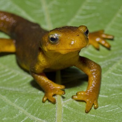 KuroSilv3r's profile picture. I like manga. and anime. simple as that.